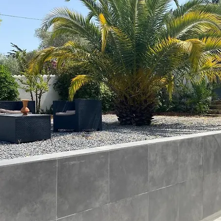 Palmier Sanary-sur-Mer